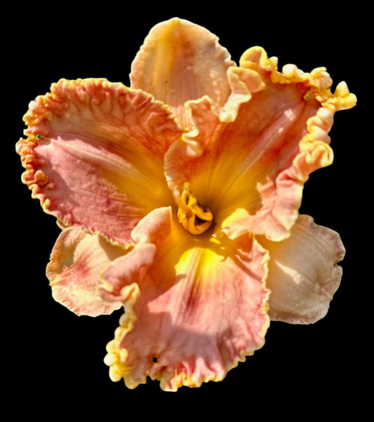 A close-up image of a Hybrid Daylily flower with coral-colored petals and a yellow throat, surrounded by light pink sepals.