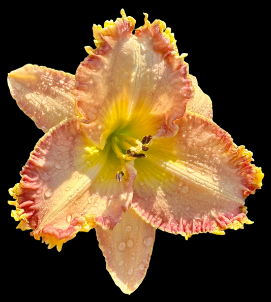 A close-up image of a single pink daylily flower with darker pink ruffles and a cream wire edge, with a pale violet ring around a clear butter yellow throat.