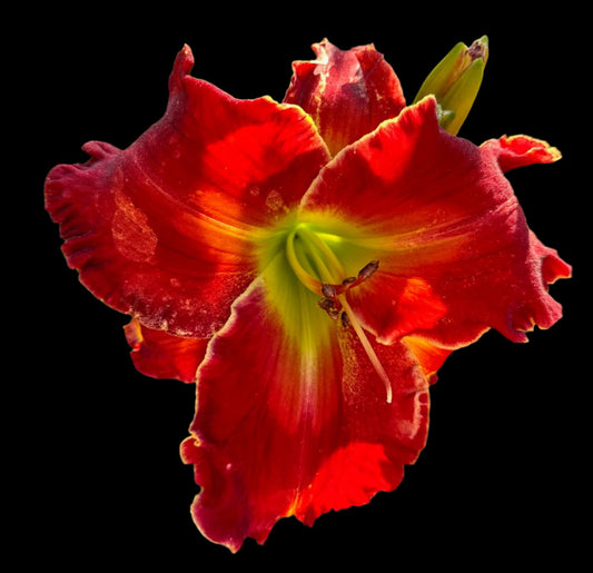 A close-up image of a large, maroon-red, artisitic splendor daylily flower with a bright yellow throat and a tight ruffled edge.