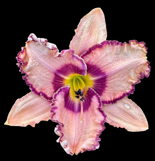 A close-up image of a large, extra-large pink and purple hybrid daylily flower with a chevron eye zone and ruffled petals.