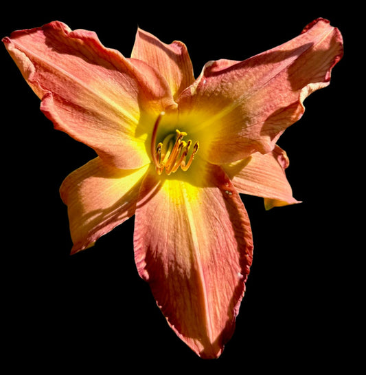 An extra-large, bold Hybrid Daylily flower with long petals in shades of antique pink blended with light creamy orange, a bright green throat, and dark rose embossed veins.