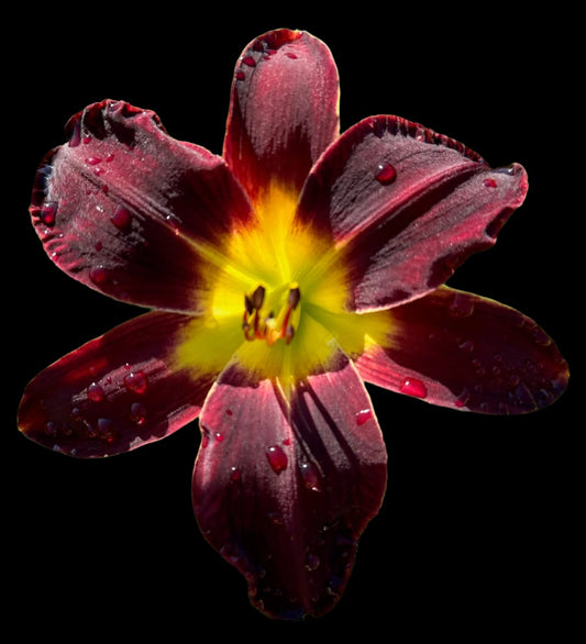 A close-up image of a Hybrid Daylily flower with dark plum petals and a bright yellow center.