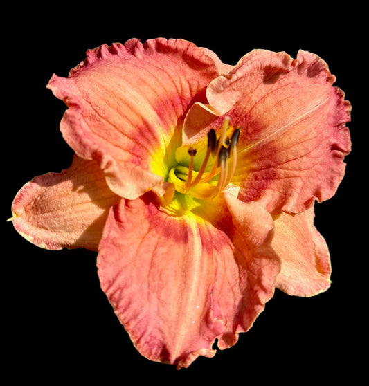 Close-up image of a daylily flower with pink and orange petals and a green throat.