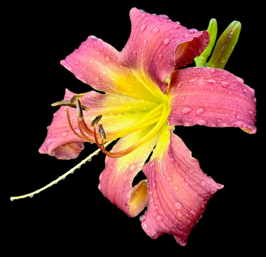 A close-up image of a pink hybrid daylily flower with gold-mahogany petals and a yellow throat, exhibiting water droplets.