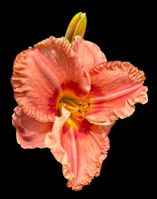 A close-up image of a large pink and orange daylily flower with a throat collar and ruffled petals.