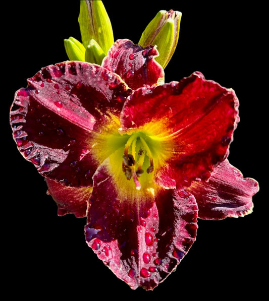 A close-up image of a ruffled dark black-plum edged with a creamy yellow white wire, with a silky velvet look, and a stippled green-yellow throat.