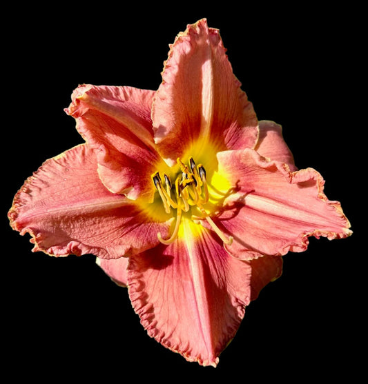 A close-up image of a pink daylily flower with a cream wire edge and a violet-plum eye zone.