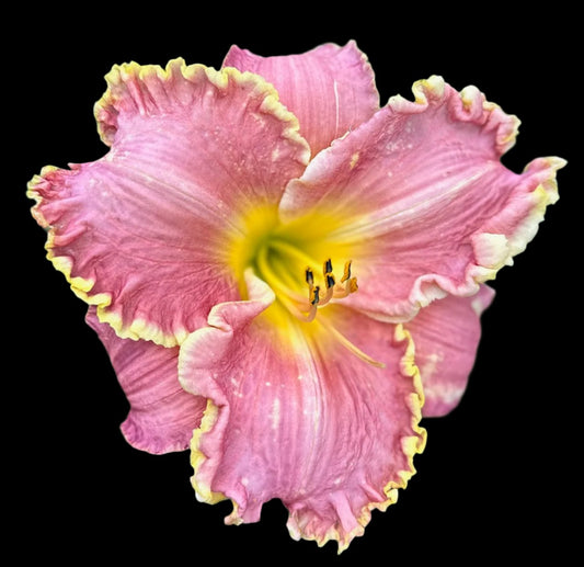 A close-up image of a pink daylily flower with wide petals and a yellow throat.