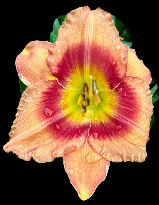 A close-up image of a Hybrid Daylily flower with iridescent pastel peach petals and a large violet-red eye zone over a grooved school bus yellow throat.