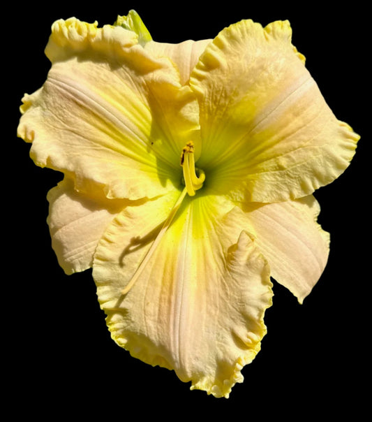 A close-up image of a single Hybrid Daylily flower with pale cream-pink petals and a bright green throat.