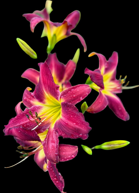A close-up image of a cluster of pink and yellow daylily flowers with recurved petals and visible anthers.
