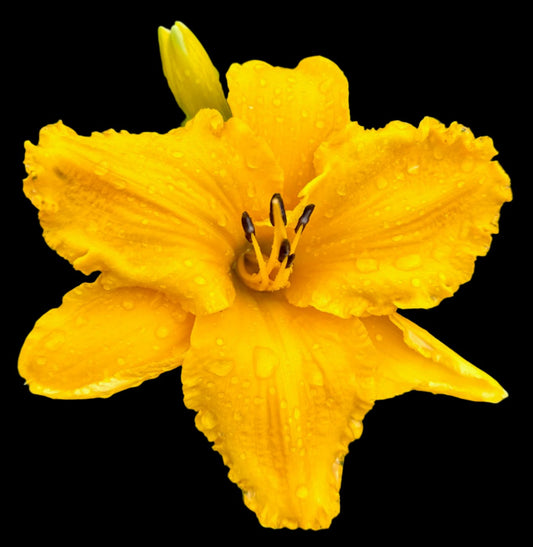 A close-up image of a yellow daylily flower with a visible water droplet, showcasing its ruffled petals and black anthers.