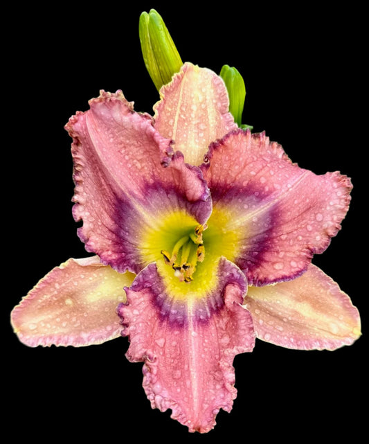 A close-up image of a pink and purple hybrid daylily flower with a butter yellow throat and frilly ruffles edged in dark plum.