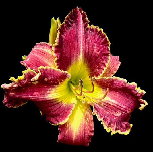 A close-up image of a vibrant red and green hybrid daylily flower with a throat of a different color, possibly yellow, visible in the center.