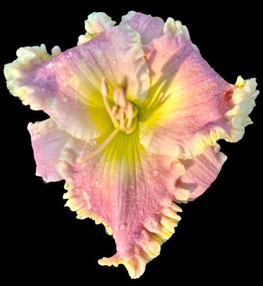 A close-up image of a pink daylily flower with pale violet midribs and cream-yellow ruffles.