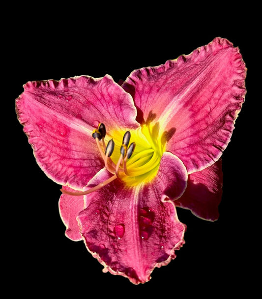 A close-up image of a red-plum veined daylily flower with a light grey-plum moon and bold yellow throat, edged in ivory.