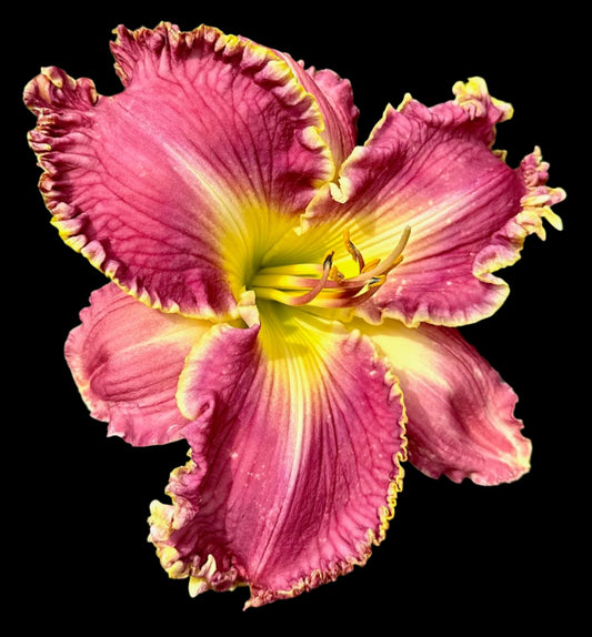 A close-up image of a pink and yellow hybrid daylily flower with ruffled petals.