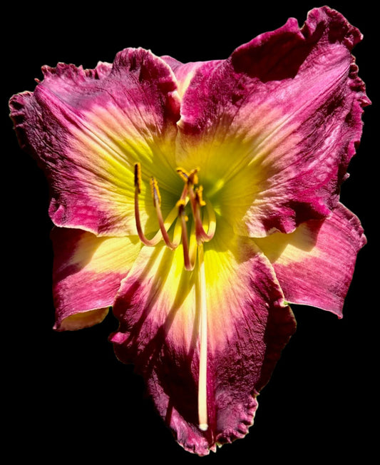 An image of a single deep purple hybrid daylily flower with a cream-pink, water color ring and green-yellow throat.