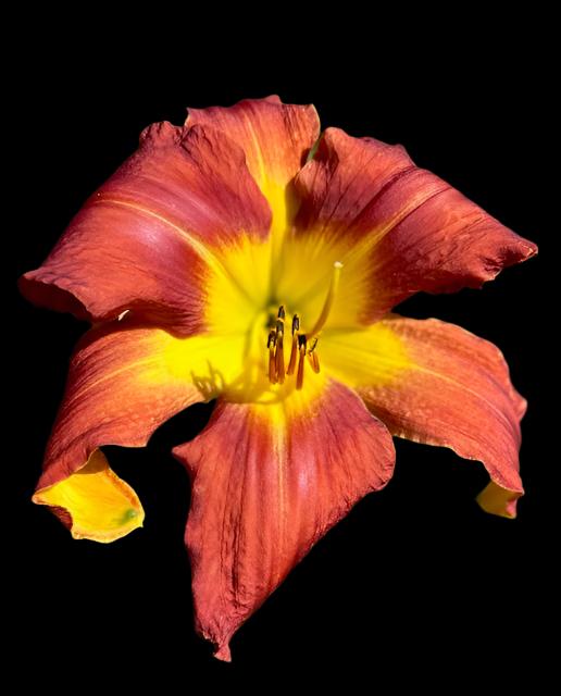 A close-up image of a large, vibrant red and yellow hybrid daylily flower with a dark mahogany-red bending backwards to reveal the bright yellow throat and yellow on the reverse sepals.