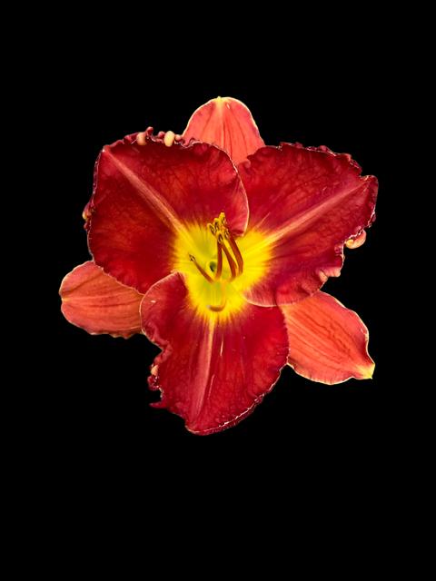 A close-up image of a red daylily flower with a green-yellow throat and ruffled petals, labeled as 'Location C 11'.