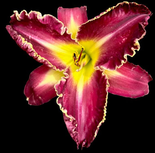 A close-up image of a purple-plum star-shaped flower with a pale violet watermark and bright yellow throat, with recurved sepals and 20 buds visible.