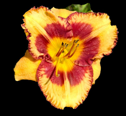 Close-up image of a daylily flower with amber-colored petals and a maroon-red eye zone, with midribs extending to the petal tips.