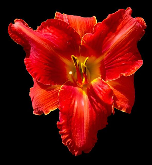 A close-up image of a vibrant red hybrid daylily flower with a yellow throat and cream midribs.