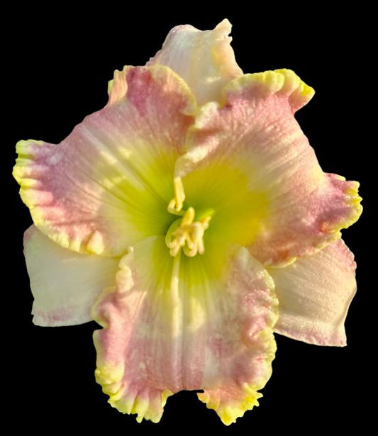 A close-up image of a pink and green hybrid daylily flower with a cream throat and angel wings.