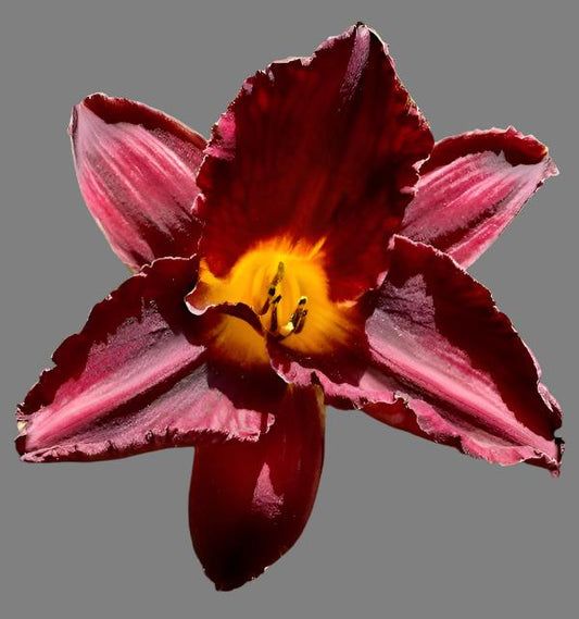 A close-up image of a Hybrid Daylily flower with a deep yellow throat and red stippling, with yellow to dark plum stamens and black anthers.
