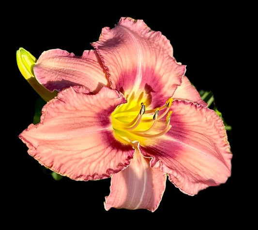 A close-up image of a pale violet-pink hybrid daylily flower with darker veining and a yellow wire at the edge.