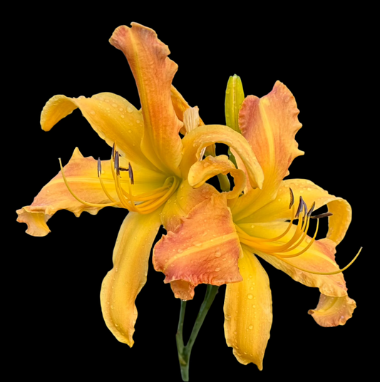 An image of a Hybrid Daylily flower with pale orange-yellow petals and an orange-peach eye zone, with butter yellow splashes, on a yellow base with light yellow edging.