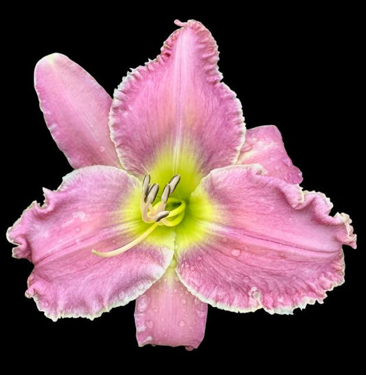A close-up image of a pink hybrid daylily flower with a yellow-green throat and crimped ruffles.