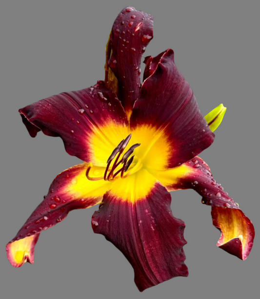 A close-up image of a maroon-colored hybrid daylily flower with a yellow throat and cream wire trim on the petals and sepals, viewed from the side.