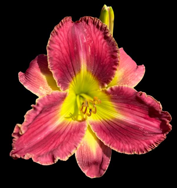 A close-up image of a vibrant pink hybrid daylily flower with a neon green throat and ivory edging on the petals and sepals.
