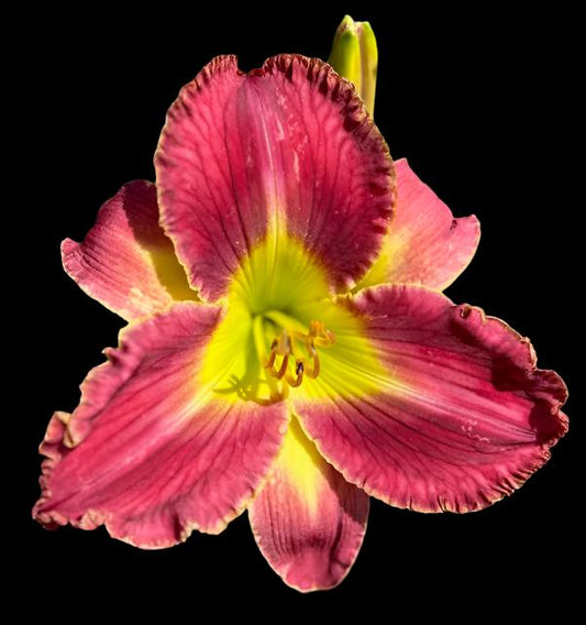A close-up image of a vibrant pink hybrid daylily flower with a neon green throat and ivory edging on the petals and sepals.