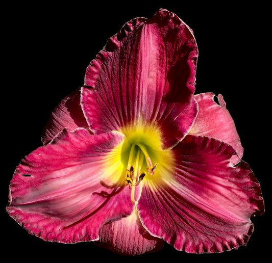 Close-up image of a pink hybrid daylily flower with a yellow throat and recurved sepals.