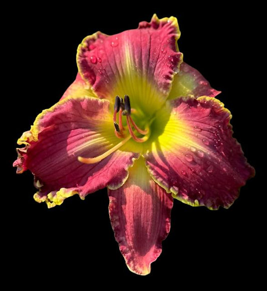 A close-up image of a Hybrid Daylily flower with a deep cerise-plum petal color and a pastel violet eye zone.