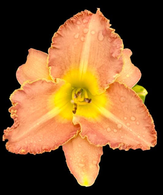 A close-up image of a dusty rose-pink hybrid daylily flower with a pale yellow water mark ring and ivory midribs.