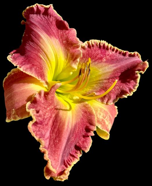 A close-up image of a large pink-plum hybrid daylily flower with a green-yellow throat and yellow-cream edging on the petals.