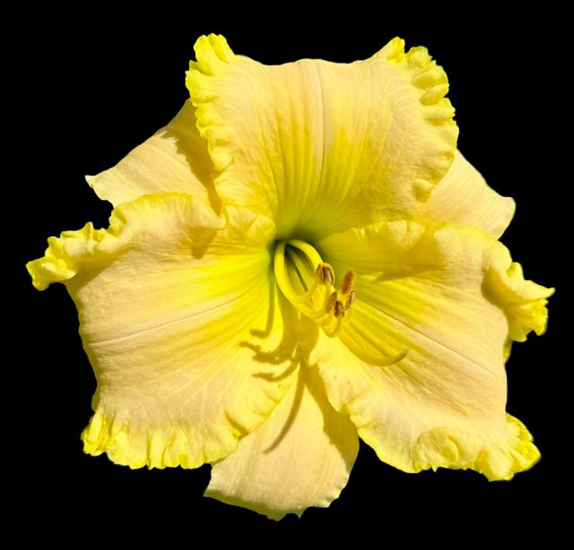 A close-up image of a yellow Hybrid Daylily flower with a prominent green-yellow throat and soft pink veins.
