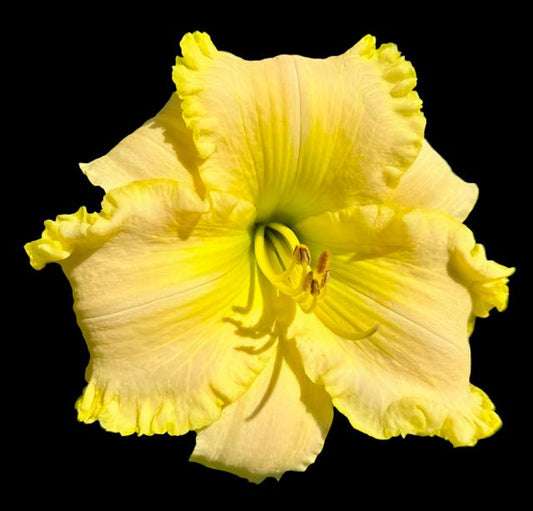 A close-up image of a yellow Hybrid Daylily flower with a prominent green-yellow throat and soft pink veins.