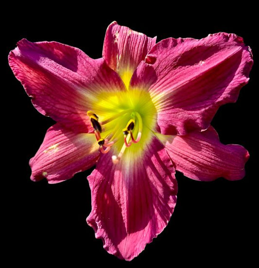 Close-up image of a pink daylily flower with a prominent yellow throat and petal-colored sepals with a chartreuse patch.