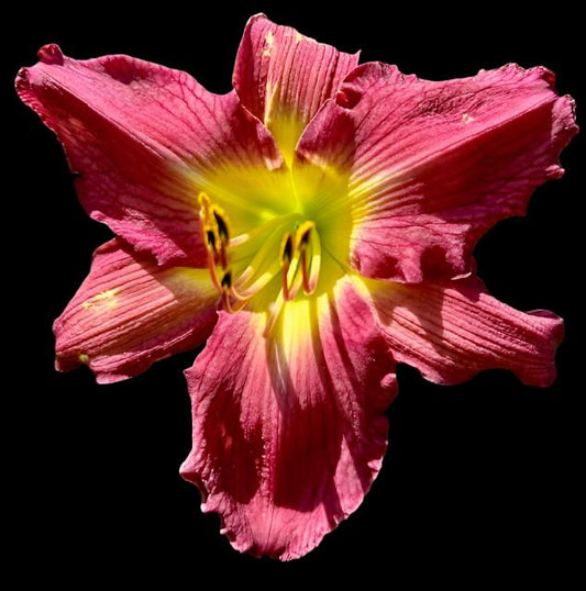 A close-up image of a pink hybrid daylily flower with ruffled petals and a yellow throat.
