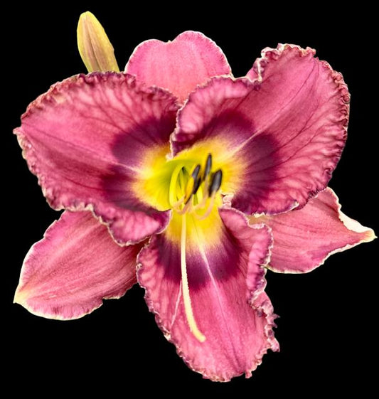 A close-up image of an antique violet plum daylily flower with burgundy veins and a dark violet eye zone, surrounded by sepals.