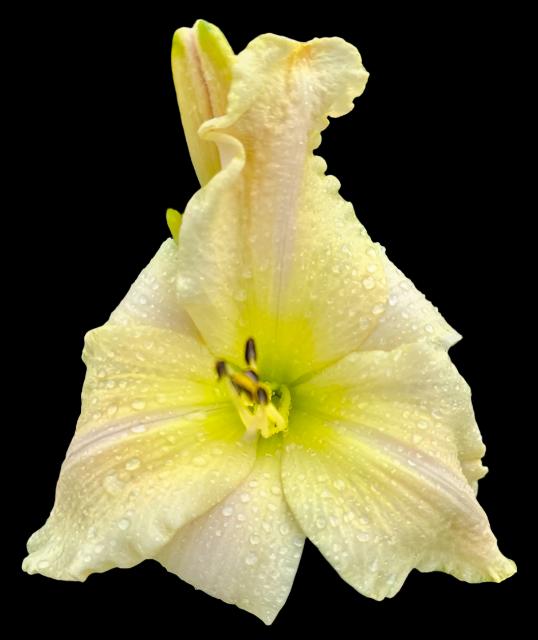 A close-up image of a single pale yellow daylily flower with cream and pink veining, and a butter yellow throat, dew-covered.
