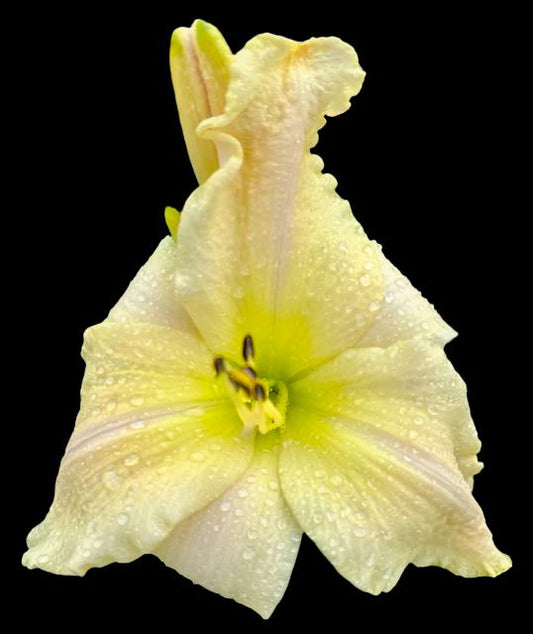 A close-up image of a single pale yellow daylily flower with cream and pink veining, and a butter yellow throat, dew-covered.