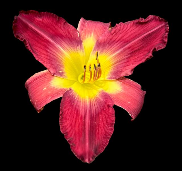 A close-up image of a red-plum hybrid daylily flower with ruffled petals and a bright green throat.