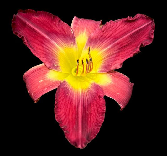 A close-up image of a red-plum hybrid daylily flower with ruffled petals and a bright green throat.