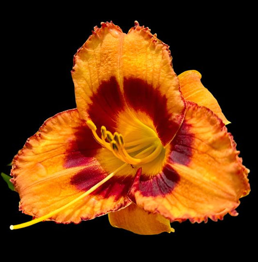 A close-up image of an amber glowing flower with a large red-plum eye zone and strong yellow throat with plum stippling around the edges.
