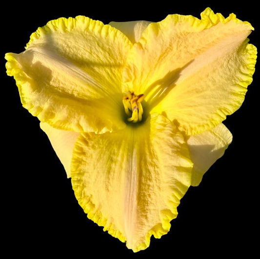 Close-up image of a yellow daylily flower with lemon-yellow ruffles and puckered texture.